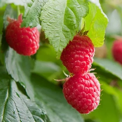 Малина МАРАВИЛЛА  Малина МАРАВИЛЛА в Тольятти