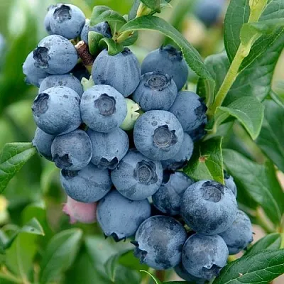 Голубика ХАРДИБЛЮ в Тольятти