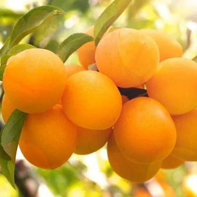 Слива МАРА  Слива МАРА в Тольятти