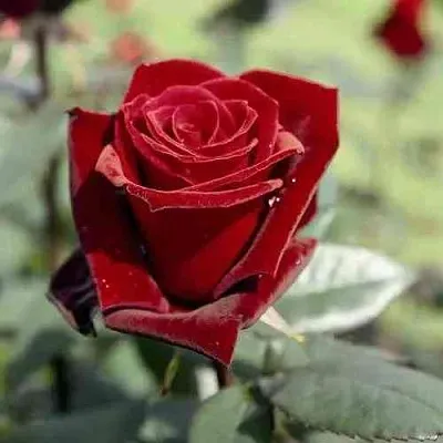 Саженцы роз ТАБУ чайно-гибридная в Тольятти