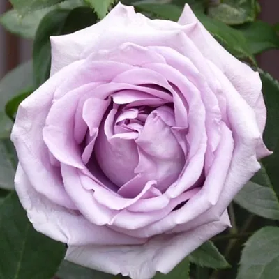 Саженцы роз ИНДИГОЛЕТТА плетистая  Саженцы роз ИНДИГОЛЕТТА плетистая в Тольятти