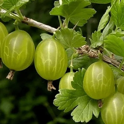 Крыжовник УРАЛЬСКИЙ БЕСШИПНЫЙ  Крыжовник УРАЛЬСКИЙ БЕСШИПНЫЙ в Тольятти