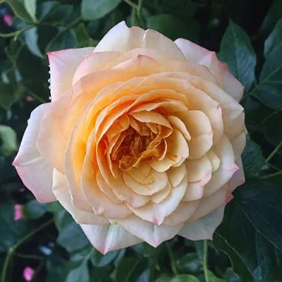 Саженцы роз АБЕЙ ДЕ СЕНТ-АМАН шраб  Саженцы роз АБЕЙ ДЕ СЕНТ-АМАН шраб в Тольятти