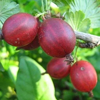 Крыжовник ЩЕДРЫЙ  Крыжовник ЩЕДРЫЙ в Тольятти