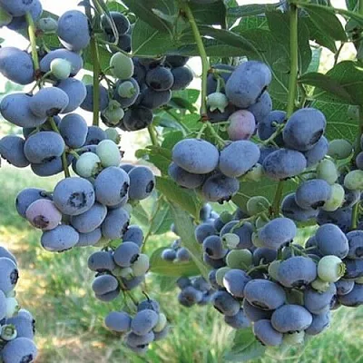 Голубика ЛИБЕРТИ в Тольятти