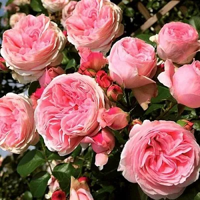 Саженцы роз ДЖАРДИНА плетистая  Саженцы роз ДЖАРДИНА плетистая в Тольятти