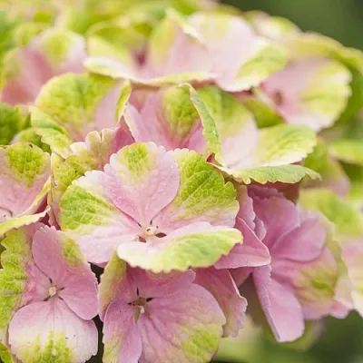 Гортензия МЭДЖИКАЛ КРИСТАЛЛ крупнолистная в Тольятти