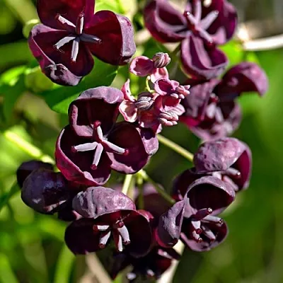 Акебия ПЯТЁРНАЯ   Акебия ПЯТЁРНАЯ  в Тольятти