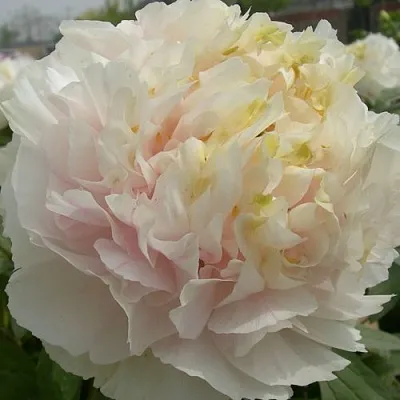 Пион ЗОЛОТОЙ ИЗУМРУД древовидный в Тольятти