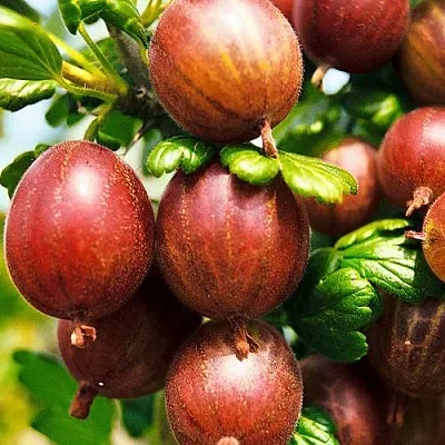 Крыжовник ШЕРШНЕВСКИЙ  Крыжовник ШЕРШНЕВСКИЙ в Тольятти