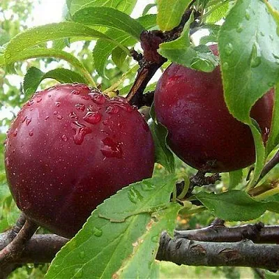 Слива КЛЕОПАТРА  Слива КЛЕОПАТРА в Тольятти