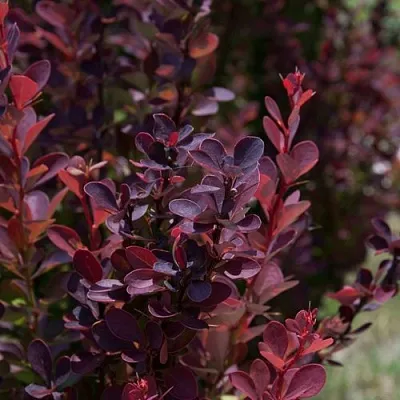 Барбарис ХЕЛМОНД ПИЛЛАР тунберга  Барбарис ХЕЛМОНД ПИЛЛАР тунберга в Тольятти