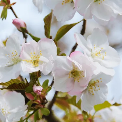 Вишня ОКАМЕ  Вишня ОКАМЕ в Тольятти
