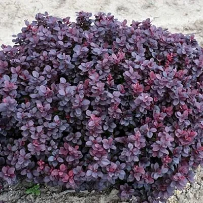 Барбарис КОНКОРД тунберга  Барбарис КОНКОРД тунберга в Тольятти