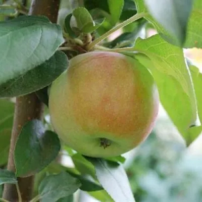 Яблоня ПОДСНЕЖНИК стелющаяся  Яблоня ПОДСНЕЖНИК стелющаяся в Тольятти