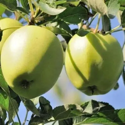 Яблоня САХАРНАЯ  Яблоня САХАРНАЯ в Тольятти