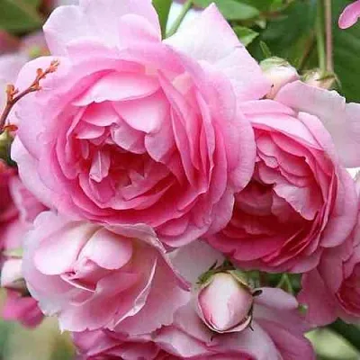 Саженцы роз ЖАСМИНА плетистая  Саженцы роз ЖАСМИНА плетистая в Тольятти