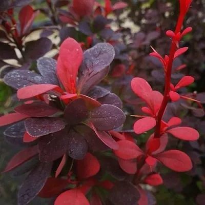 Барбарис РЕД ПИЛЛАР тунберга  Барбарис РЕД ПИЛЛАР тунберга в Тольятти