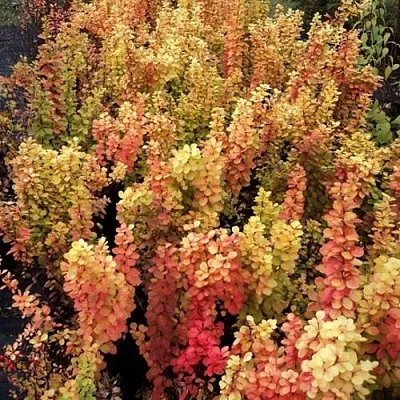 Барбарис САММЕР САНСЕТ тунберга  Барбарис САММЕР САНСЕТ тунберга в Тольятти