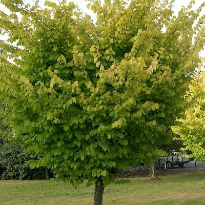 Вяз обыкновенный  Вяз обыкновенный в Тольятти