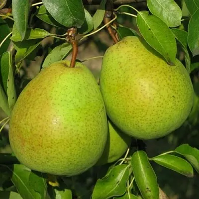 Груша НАЙТ-ВЕРТ колонновидная  Груша НАЙТ-ВЕРТ колонновидная в Тольятти