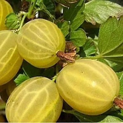 Крыжовник ЯРОВОЙ  Крыжовник ЯРОВОЙ в Тольятти