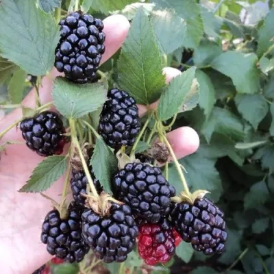 Ежевика ОУАЧИТА бесшипная — описание сорта Ежевика ОУАЧИТА бесшипная в Тольятти