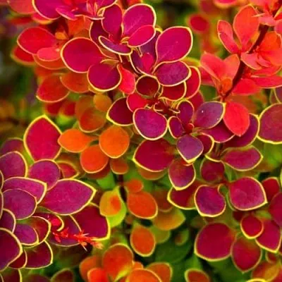 Барбарис ОРАНЖ САНРАЙЗ тунберга  Барбарис ОРАНЖ САНРАЙЗ тунберга в Тольятти