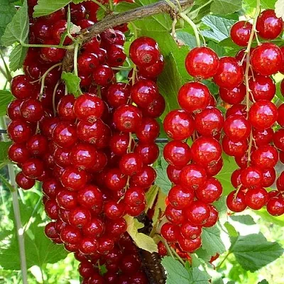 Смородина красная ЙОНКЕР ВАН ТЕТС  Смородина красная ЙОНКЕР ВАН ТЕТС в Тольятти