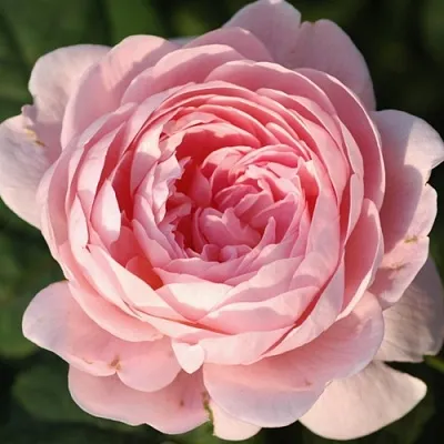 Саженцы роз КУИН ОФ СУИДЕН английская  Саженцы роз КУИН ОФ СУИДЕН английская в Тольятти