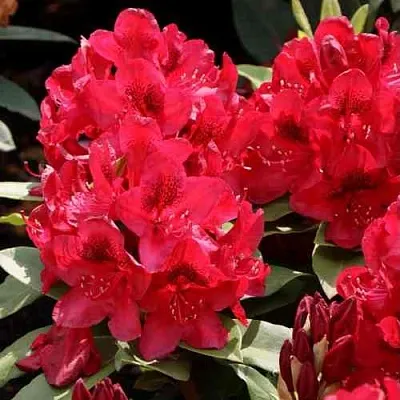 Рододендрон МАТАДОР  Рододендрон МАТАДОР в Тольятти