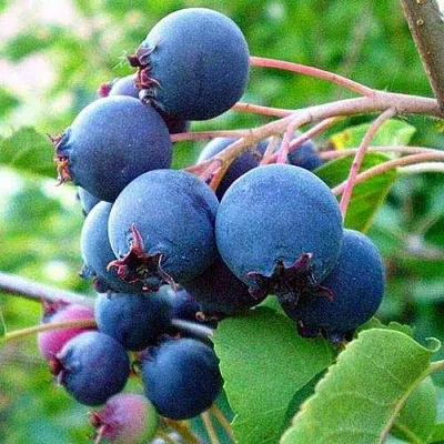 Ирга ПЕМБИНА в Тольятти