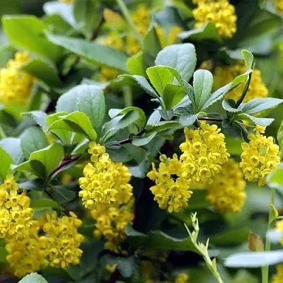 Барбарис корейский  Барбарис корейский в Тольятти