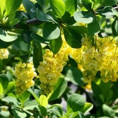 Барбарис ИНДИАН САММЕР   Барбарис ИНДИАН САММЕР  в Тольятти