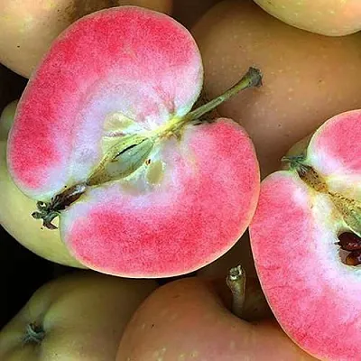 Яблоня ПИНК ПЕРЛ  Яблоня ПИНК ПЕРЛ в Тольятти