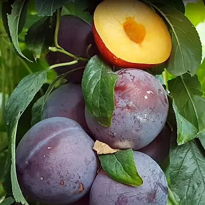 НЕКТАПРИУМ  НЕКТАПРИУМ в Тольятти