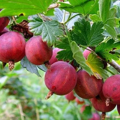 Крыжовник КРАСНОСЛАВЯНСКИЙ  Крыжовник КРАСНОСЛАВЯНСКИЙ в Тольятти