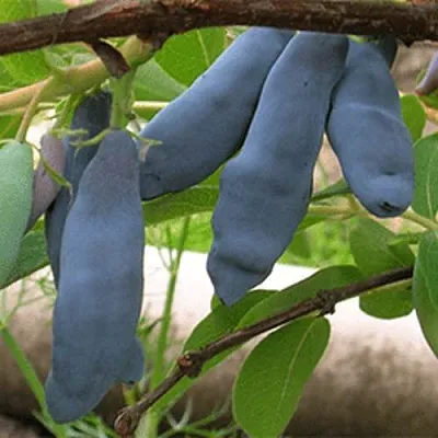 Жимолость съедобная ЛЕНИНГРАДСКИЙ ВЕЛИКАН  Жимолость съедобная ЛЕНИНГРАДСКИЙ ВЕЛИКАН в Тольятти