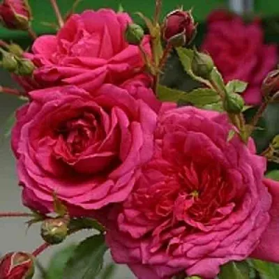 Саженцы роз ЛАГУНА плетистая  Саженцы роз ЛАГУНА плетистая в Тольятти