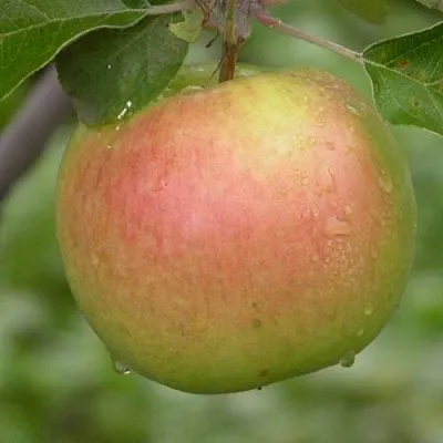 Яблоня БРЯНСКОЕ ЗОЛОТИСТОЕ  Яблоня БРЯНСКОЕ ЗОЛОТИСТОЕ в Тольятти