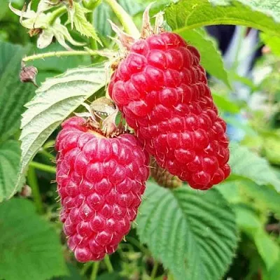 Малина ПШЕХИБА в Тольятти