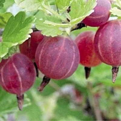 Крыжовник РАВОЛТ  Крыжовник РАВОЛТ в Тольятти