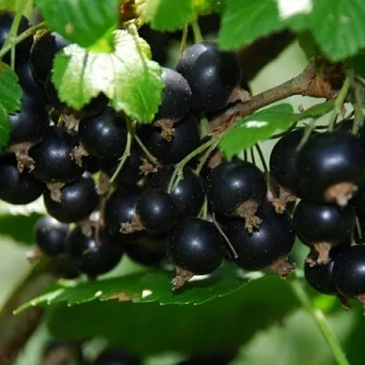 Смородина черная ГЛОБУС в Тольятти