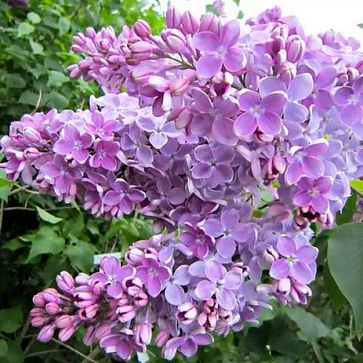 Сирень ОЛЯ  Сирень ОЛЯ в Тольятти