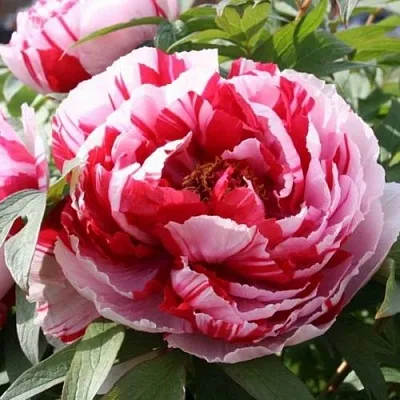 Пион РЕД ВИЗ ПИНК древовидный в Тольятти