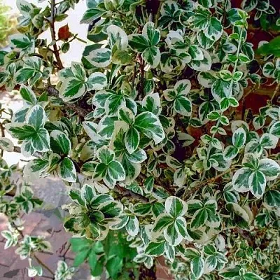 Бересклет ВАРИЕГАТУС форчуна в Тольятти