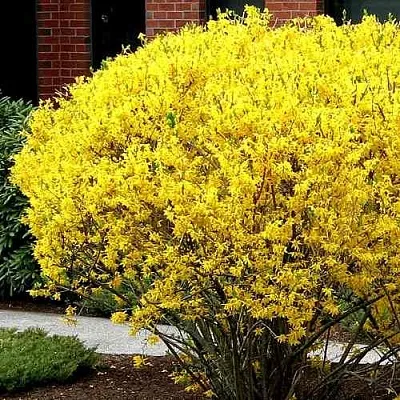 Форзиция ЛИНВУД  Форзиция ЛИНВУД в Тольятти