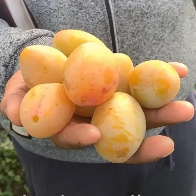 Слива ЯХОНТОВАЯ в Тольятти