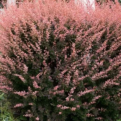 Барбарис РОУЗ ГЛОУ тунберга  Барбарис РОУЗ ГЛОУ тунберга в Тольятти