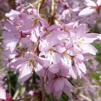 Сакура ПЕНДУЛА РУБРА  Сакура ПЕНДУЛА РУБРА в Тольятти